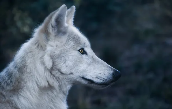 Картинка nature, snow, predator, face, animal, wolf, wildlife, portrait