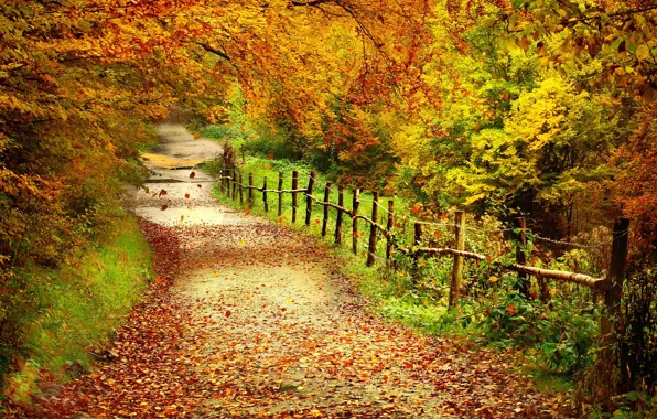 Картинка лес, листья, деревья, забор, Осень, тропинка