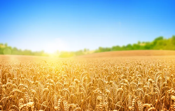 Картинка пшеница, поле, деревья, солнечные лучи