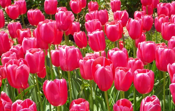 Природа, весна, тюльпаны, nature, flowers, tulips, spring, тёмно-розовые