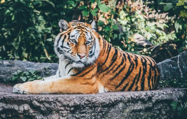 Картинка tiger, animal, wildlife, big cat
