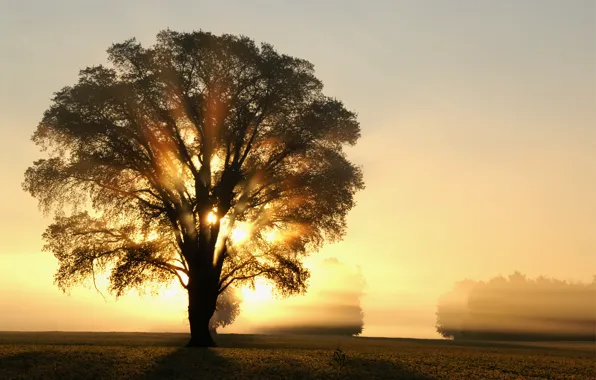 Картинка поле, солнце, лучи, свет, деревья, дерево, рассвет, Утро