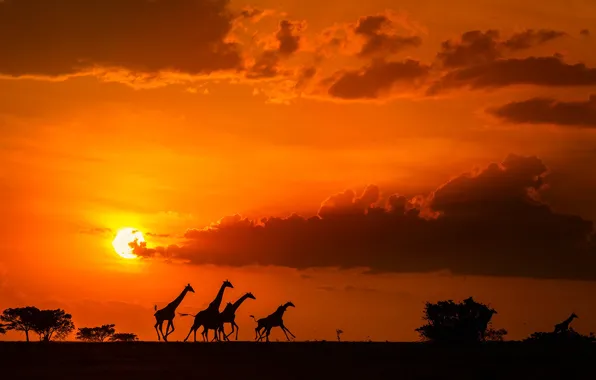 Картинка облака, закат, Солнце, жирафы, саванна, Африка, Sun, sunset