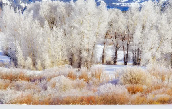 Картинка зима, иней, снег, деревья, горы, сша, кусты, wyoming