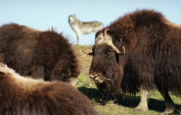 Картинка Canada, horns, wildlife, Winnipeg, bison, muskox, ..grass