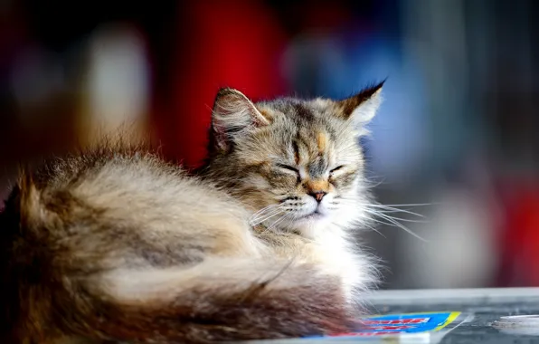 Картинка кошка, котенок, серый, отдых, пушистый