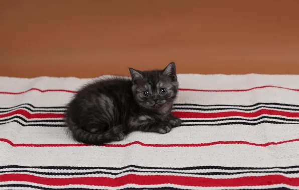 Кошка, полоски, котенок, ткань, британский