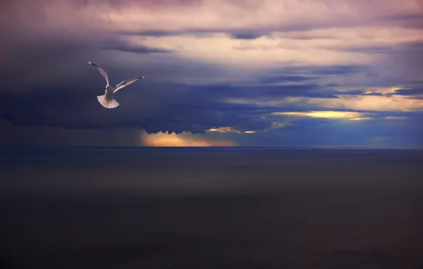 Картинка море, тучи, дождь, птица, чайка