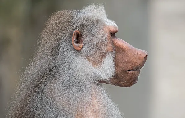 Картинка обезьяна, профиль, Pavian