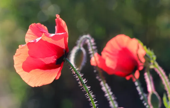 Red, flower, poppy