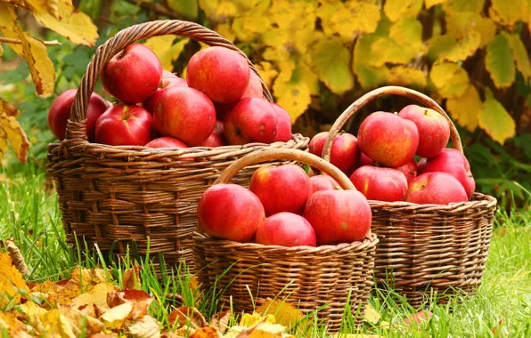 Картинка осень, листья, яблоки, травка, корзины