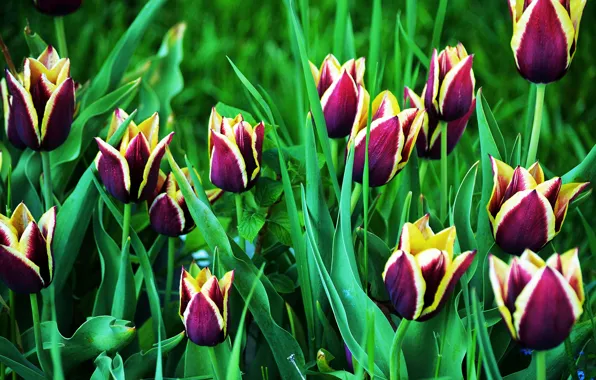 Весна, тюльпаны, Tulips