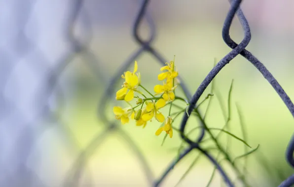 Картинка цветок, забор, весна