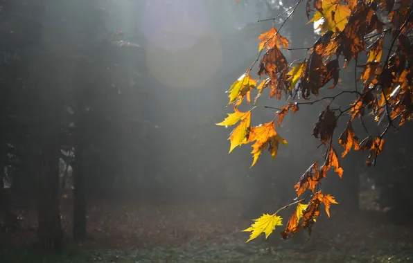 Картинка листья, природа, туман