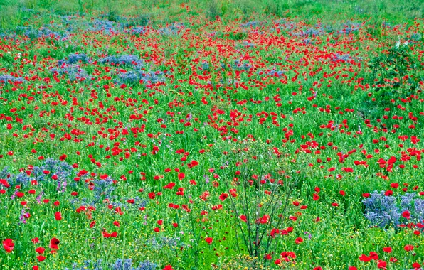Картинка поле, трава, цветы, маки, луг