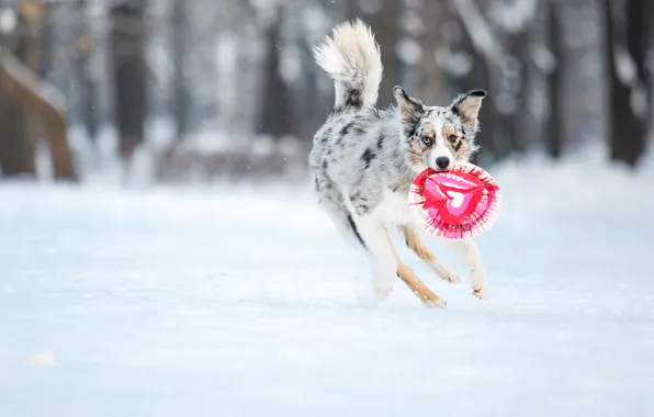 Собака, dog, бордер колли, border collie, фризби
