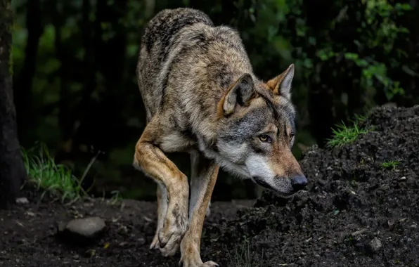 Картинка nature, predator, animal, wolf, wildlife, portrait, portrait., Canis lupus. face