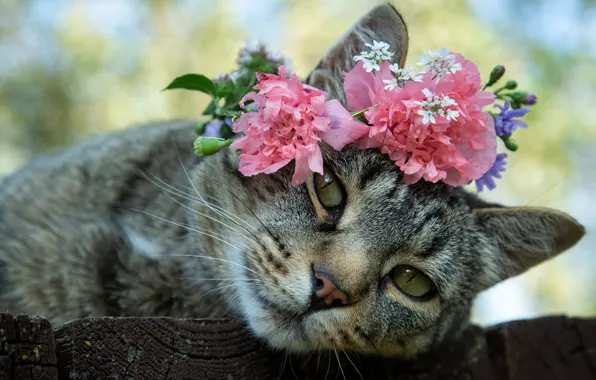 Картинка кошка, взгляд, цветы, мордочка, венок, котейка