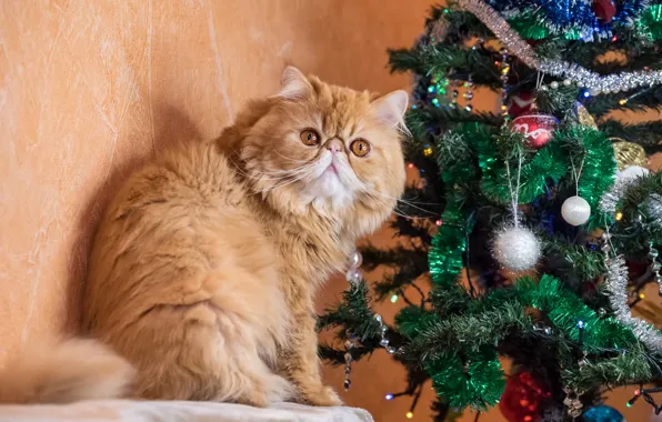 Кошка, кот, взгляд, шарики, поза, стена, рыжий, Рождество