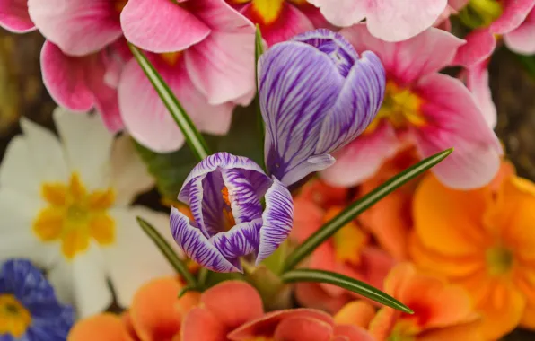 Картинка Цветочки, Flowers, Крокусы, Crocuses