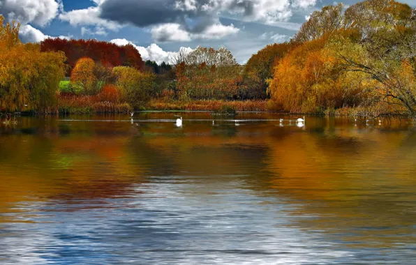 Картинка осень, небо, облака, деревья, птицы, озеро, пруд, лебеди