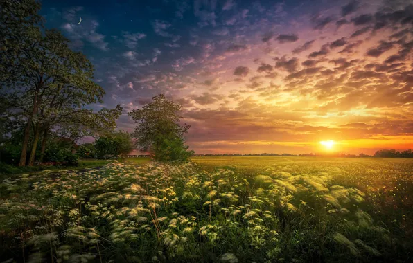 Картинка поле, солнце, деревья, пейзаж, закат, природа, месяц, травы