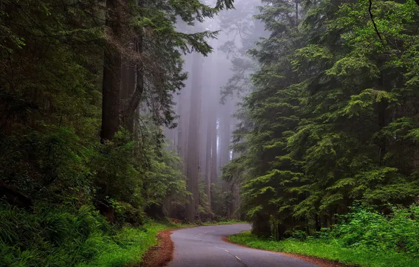 Картинка дорога, лес, деревья, туман, Калифорния, США, национальный парк, Redwood