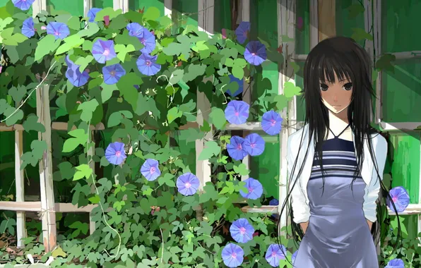 Картинка цветы, забор, черные волосы, bakemonogatari