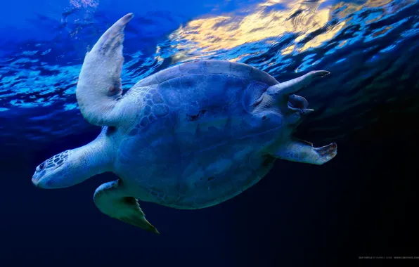 Вода, синий, черепаха