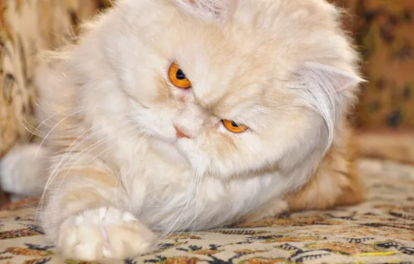 Картинка кот, лапка, персидский