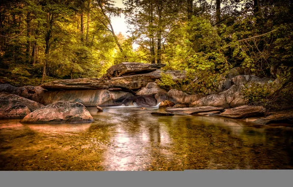 Лес, лето, природа, река