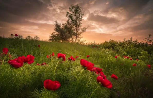 Картинка лето, трава, пейзаж, закат, цветы, природа, пионы, Болгария