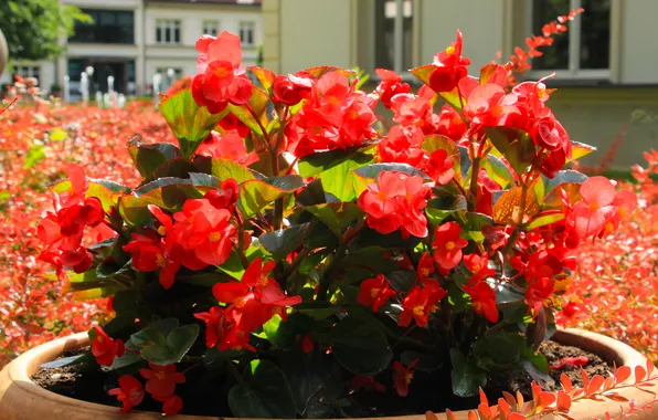 Red, flower, blooming