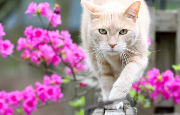 Картинка кот, взгляд, цветы, боке