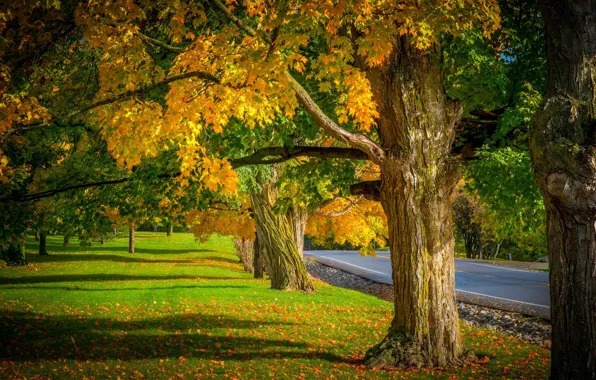 Картинка дорога, осень, листья, природа, colors, colorful, road, trees