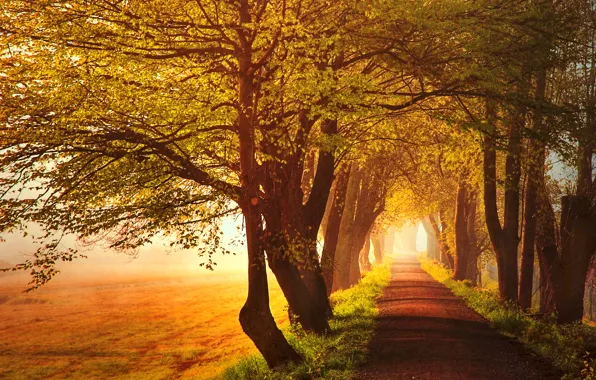 Картинка дорога, поле, осень, трава, листья, солнце, свет, деревья