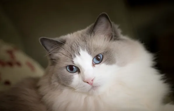 Картинка кошка, взгляд, мордочка, голубые глаза, пушистая, Рэгдолл