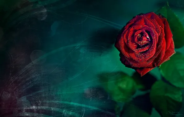 Картинка роза, бирюзовом, фоне