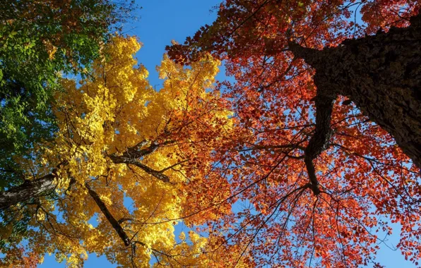 Картинка осень, цвета, деревья, ветки, стволы, листва