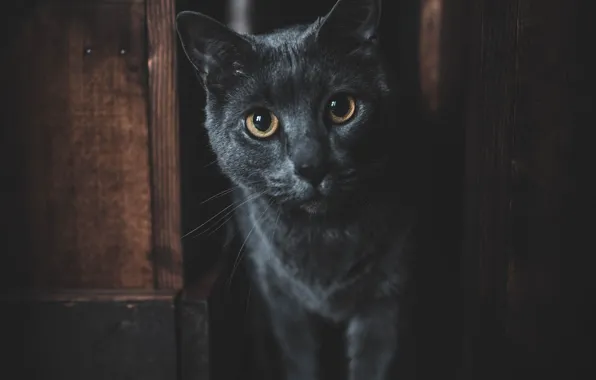 Кошка, кот, взгляд, поза, портрет, мордашка