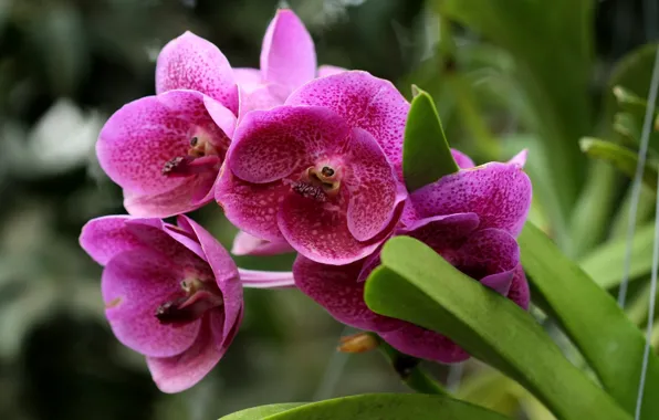 Картинка листья, макро, растение, лепестки