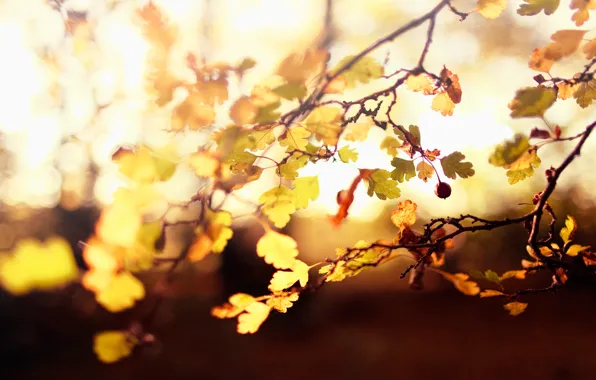 Картинка осень, листья, свет, ягоды, дерево, размытость, жёлтые, плод