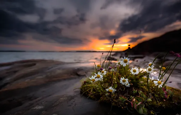 Картинка цветы, берег, ромашки