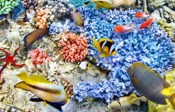 Рыбки, океан, world, подводный мир, underwater, ocean, fishes, tropical