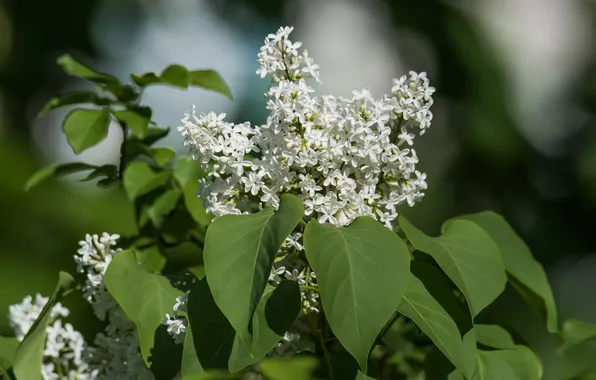 Цветы, природа, весна, май, сирень