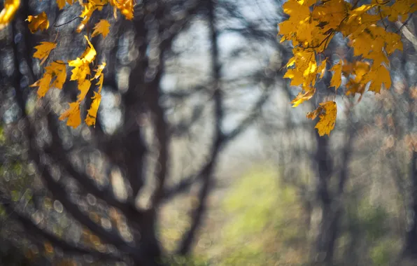 Картинка осень, листья, макро, деревья, природа
