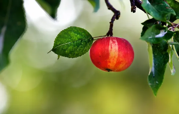 Картинка лето, природа, яблоко