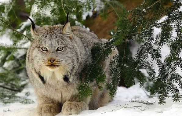 Картинка animal, wildlife, big cat, LYNX
