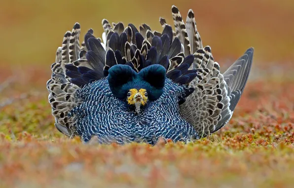 Картинка птица, перья, Норвегия, Турухтаны