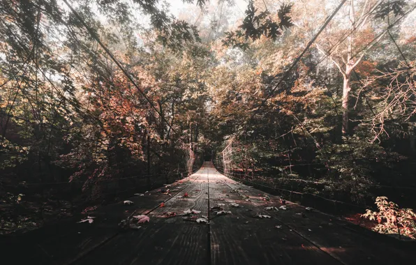 Картинка осень, мост, природа, обои, листва